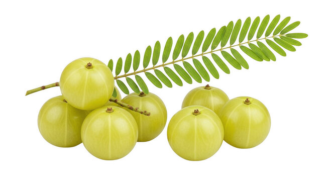 Fresh amla fruits or indian gooseberries with green pinnate leaves isolated on a solid black background