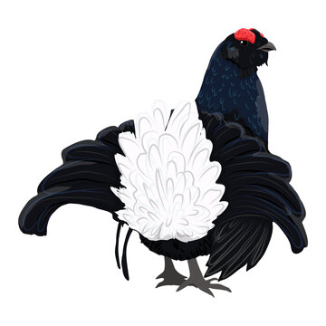 Black grouse male bird vector illustration. Lyrurus tetrix lekking lek display with open tail feathers clipart isolated on white background. Forest wildlife digital design element