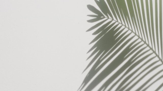 Artistic palm frond shadow from bottom corner with organic green leaf reflection