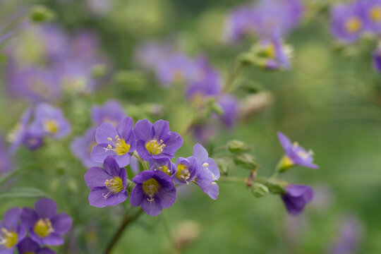 Macro photography of blue polemonium caeruleum flowers in a garden, close up of jacobs ladder blossoms with yellow stamens on blurred green background