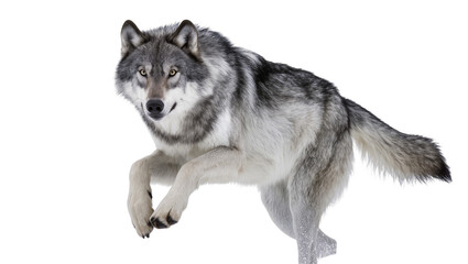 Isolated majestic grey wolf with striking fur and bright eyes mid-leap, powerful predator © Conor
