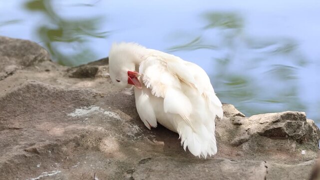 close up of a white goose/duck