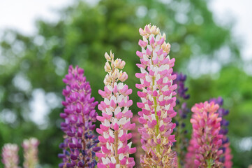 Obraz premium Close up of beautiful pink and white lupine flowers blooming with a fresh green bokeh nature background