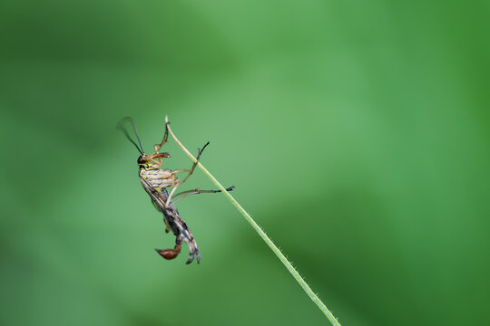 Macro photography of a scorpionfly hanging on a blade of grass, close up of Panorpa communis insect on a green stalk with blurred background