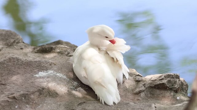 close up of a white goose/duck