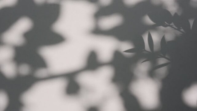 High contrast dark plant foliage shadow dancing on white wall background