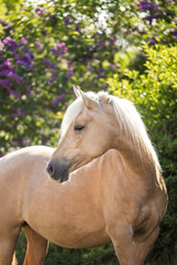 Naklejka premium Portrait of palomino Barb mare in warm evening sunlight with blooming spring background outdoors