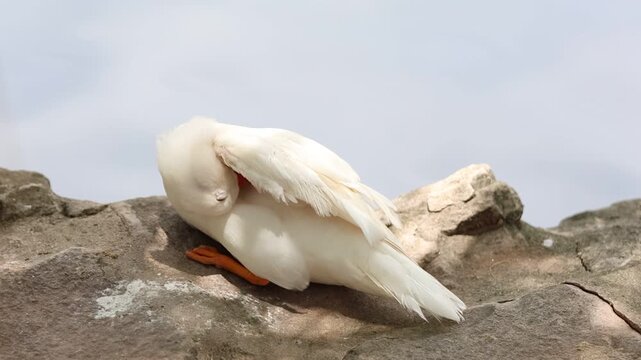 close up of a white goose/duck