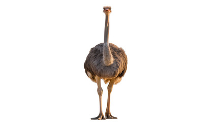 Isolated adult ostrich, a large flightless bird with a long neck, standing upright and looking © Conor