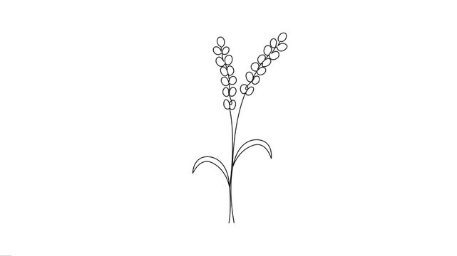 Rice ears and plant continuous line art animation.
