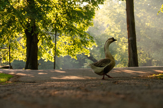 Picturesque morning landscape of Pszczyna Park in Silesia, Poland in May.