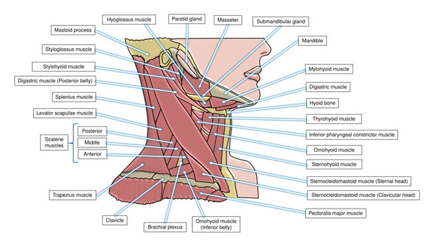 Triangles of the Neck Labeled Anatomy Diagram. Anterior and Posterior Cervical Boundaries Carotid Submandibular and Muscular Regions Educational Chart