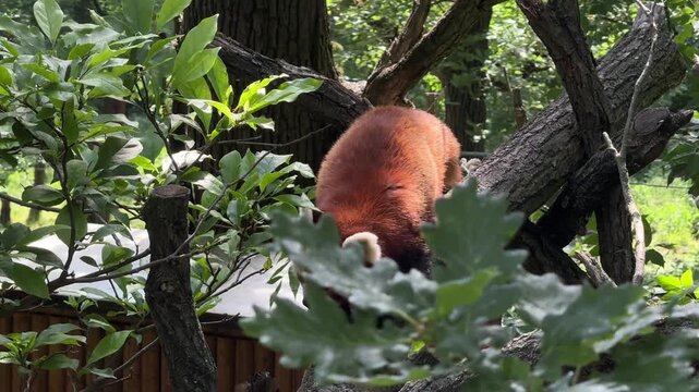 Red panda Ailurus fulgens climbing on tree branches inside forest zoo habitat during sunny summer day