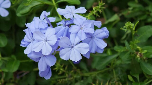  A purple flowers, plumbago auriculata