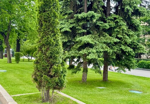 trees in the park