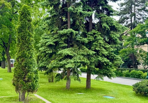 trees in the park