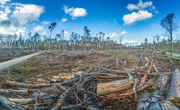 Deforested woodland landscape in Hessen Germany