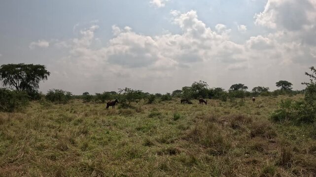 Cinematic safari footage of topis in Ishasha sector of Queen Elizabeth National Park Uganda, graceful antelope on African savanna travel video