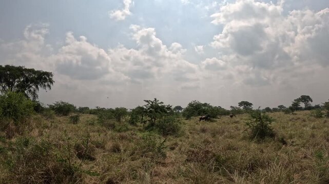 Scenic wildlife encounter with topis during safari in Ishasha Uganda, open plains and natural behavior cinematic footage