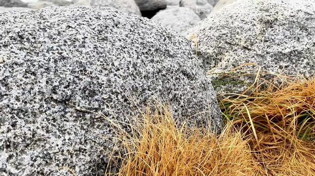  Hand Touching Dry Golden Grass Next to Granite Rock