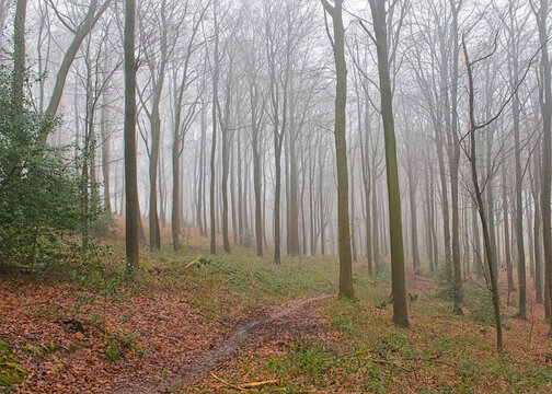 hiking trail throguh Muziekbos forest with bare beech trees in the mist near Ronse, Flanders, Belgium 