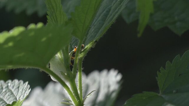 Elongated Beetle Near Cuckoo Spit on Green Plant - Macro Perspective