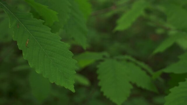 Young saplings in an early summer forest