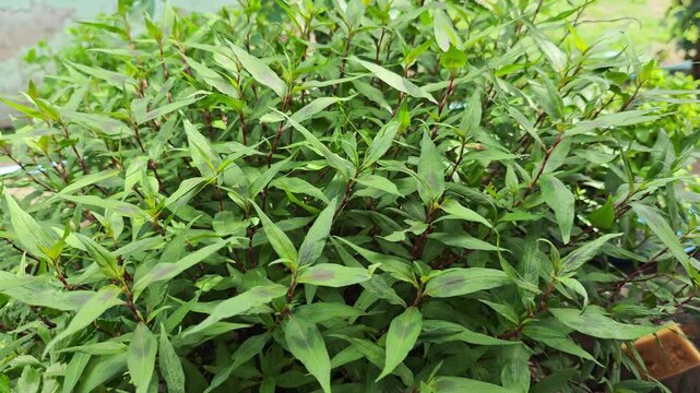 Vietnamese coriander in the garden