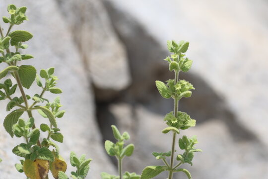 Clustered Blossoms of Wild Ballota Saxatilis on a Rocky Hillside