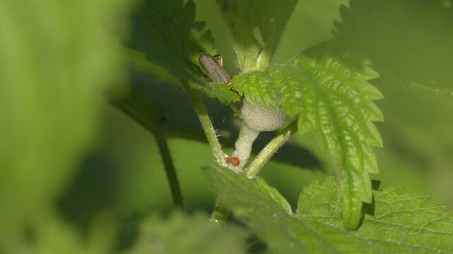 Elongated Beetle Near Cuckoo Spit on Green Plant - 4K Macro Wildlife Shot