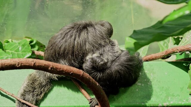 Relaxed Sloth Sprawled On Branch, Shaggy Grey Fur Draped Over Vine, Slow Breathing And Gentle Movements