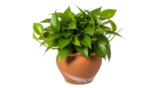 Green plant in terracotta pot