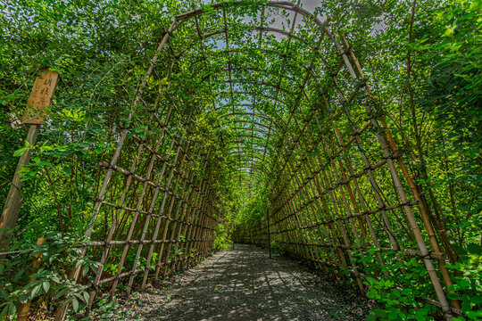 Traditional bamboo arch of the Bush Clover Tunnel at Mukojima-Hyakkaen Gardens in September 2023