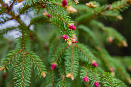 Frische Knospen an einem Tannenbaum