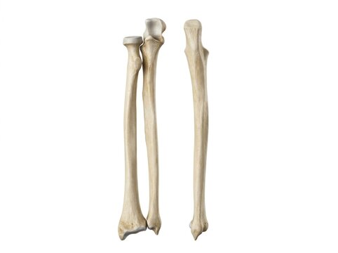 Human arm bones anatomy skeletal system.