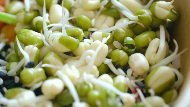 Closeup of freshly sprouted mung beans mixed with other grains in bowl, showcasing concept of healthy eating, vegetarian food, raw diet, and organic agriculture for a vibrant lifestyle.