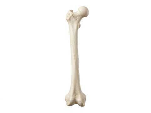 Human femur bone anatomy.