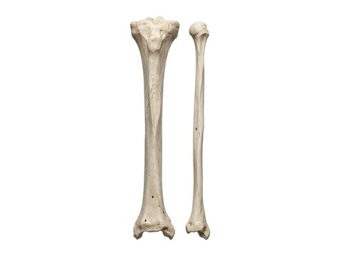 Human femur and tibia bones anatomy.