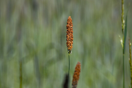 Meadow Foxtail (Alopecurus pratensis) Grass in Natural Field