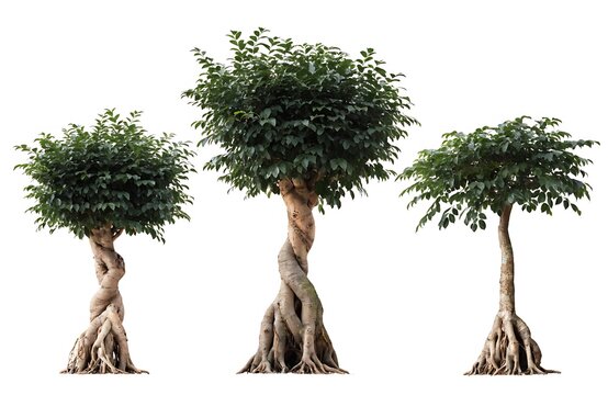 Side view of Ficus benjamina urban trees isolated on white background