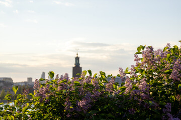 Obraz premium Blooming lilac flowers overlooking the Stockholm skyline at sunset. Soft focus view of historic city architecture framed by vibrant spring blossoms under warm evening light in Sweden.