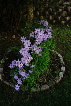 Purple clematis flowers bloomingon a plant | spring flowers background