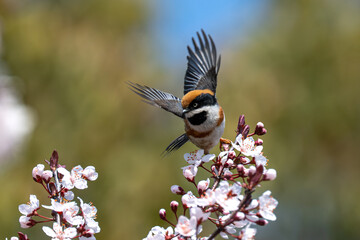 great tit on a branch © Bai