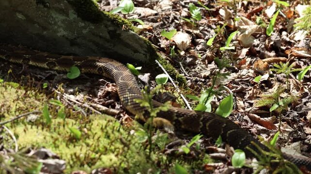 A timber rattlesnake slithers past along a tree stump on the forest floor