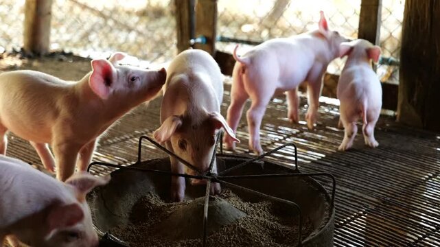 Many piglets are eating prepared food in the pig farm. Little piglets are eating food