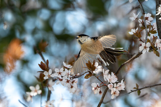 great tit parus major