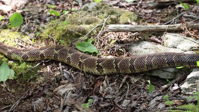 A timber rattlesnake shows off its beautiful colors as it slithers past