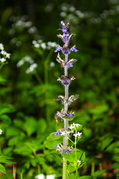 Close-up of a purple wild bugleweed flower growing in a shaded forest. The vertical stem of the plant is surrounded by a blurred green background of woodland vegetation and small white blossoms.