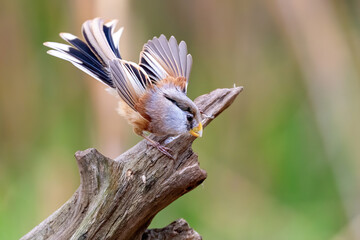 blue tit on a branch © Bai