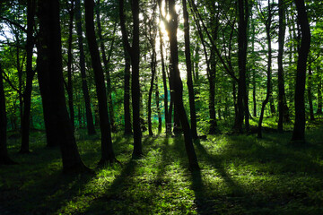 Obraz premium Bright sun rays pierce through the dense tree crowns in a spring forest. The contrasting light creates long graphic shadows on the lush green grass, adding special depth to the shot.